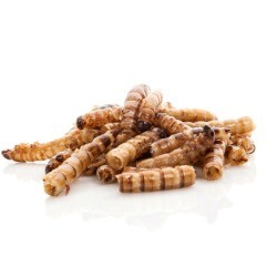 Meal worms