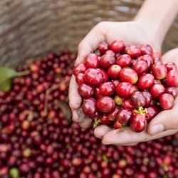 Cherries held about basket of cherry harvest