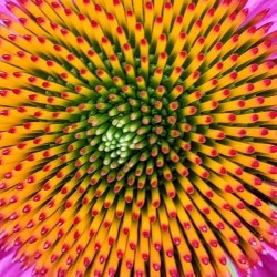 The Hypnotist (Coneflower) - closeup of a coneflower 