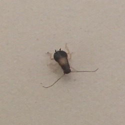 What Kind of Bug Is This? - bug with very long antennae 