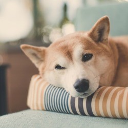 Cute dog laying on a pet bed.