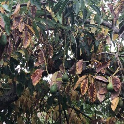 Avocado Tree Losing Its Leaves Early - brown leaves on tree