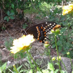 Black Swallowtail Butterfly - butterfly on yellow flower