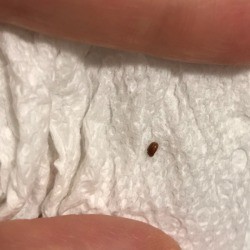 Identifying Tiny Brown Oval Bugs