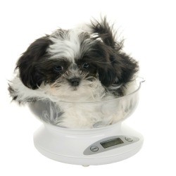 Shih Tzu puppy on a kitchen scale.