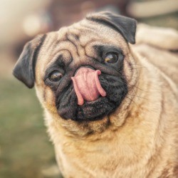 Pug dog licking his nose.