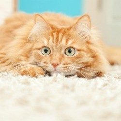 Anxious looking cat on a white carpet.