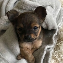 Kona (Yorkie Chihuahua Mix) - brown and tan puppy in a blanket