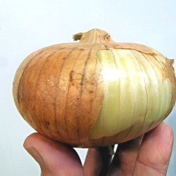 A Vidalia onion bulb with the skin on.