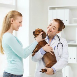 Dog at the vet.