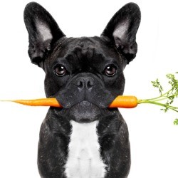 Dog with a carrot in it's mouth.