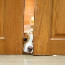 Dog opening a door with nose.
