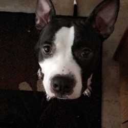 Cookie (Pit Bull) - black and white Pit in a box