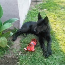 What Breed Is My Dog? - black dog lying in the grass outside near house