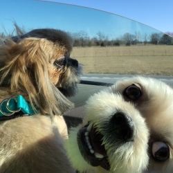 Dogs Scratching But Don't Have Fleas - two dogs in the car