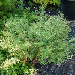 What Is This Garden Plant?
