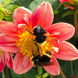 Dahlias and Their Pollinators - different angle of bumble bees