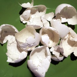 A pile of hard boiled eggshells removed from the egg.