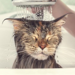 Cat closing eyes as it gets a bath.