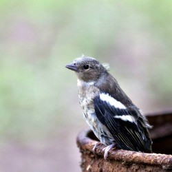 Chaffinch chick sits on the edge of the water barrel