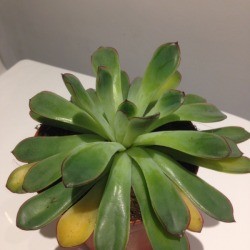 Identifying a Houseplant - succulent