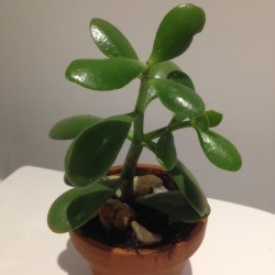 Identifying Houseplants - jade plant