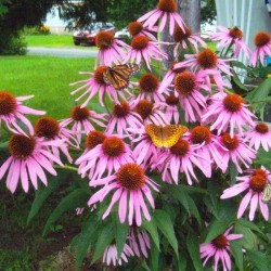 3 Butterflies and a Bee on Echinacea - pretty purple cone flowers with pollinators