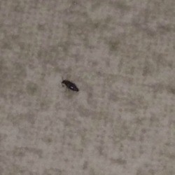 Identifying Tiny Black Bugs - small long bug on tile floor