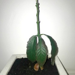 Leaves on Avocado Tree Sunburned