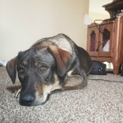 What Kind of Dog Is This? - dog lying down