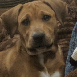 What Breed Is My Dog?