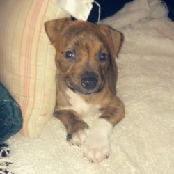 What Breed Is My Pit Mixed With? - brindle puppy with white on chest and feet