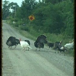 Road Hogs (Wild Turkeys) - in the road