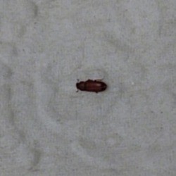 Identifying a Tiny Dark Brown Bug - bug on bedspread 
