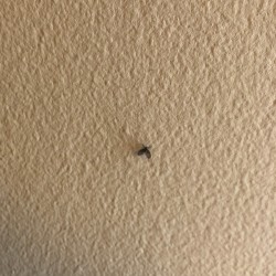 Getting Rid of Annoying Flies/Bugs - tiny flying insect