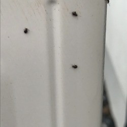 Getting Rid of Small Black Bugs on House - bugs