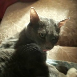 Introducing Kittens to Older Resident Cat - Gizmo