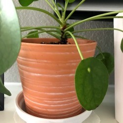 Paint a Flower Pot Saucer that Doesn't Match Pot - pot with slight white accents and painted saucer