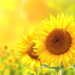 Close up of 3 sunflowers in a field. 