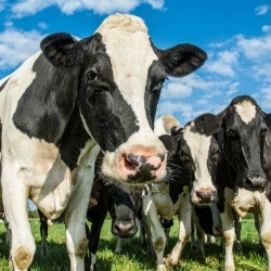 Cows in a field with blue skies.
