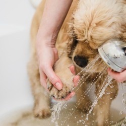 Woman Cleaning a Dog's Paws.