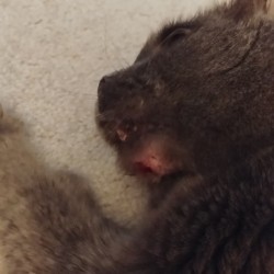 Keeping a Cat from Scratching a Surgical Site - surgical wound