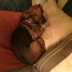 Is My Dog a Full Blood Dachshund or a Chiweenie? - brown dog with darker back, long face 