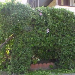 Trimming Shrubs Creatively - elephant