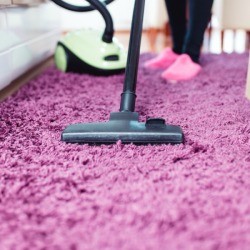 Vacuuming a purple rug.