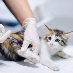 Kitten getting a shot