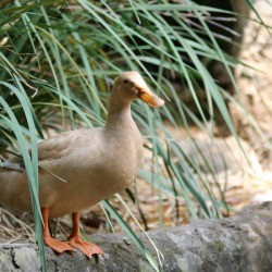 Khaki Campbell Duck 