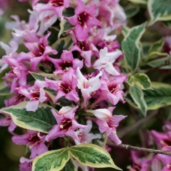 Blooming Weigela Florida