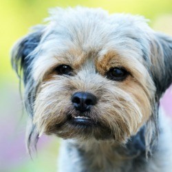 Dog scowling at camera.