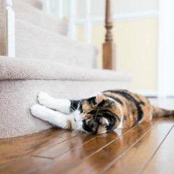 Cat scratching carpet on the stairs.